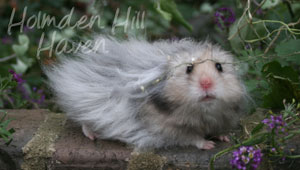 Gunner- Dark Grey Umbrous Longhaired Male Syrian Hamster